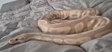 Python 0.1 2019 beschikbaar voor biedingen