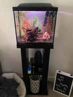 Aquarium met meubel en toebehoren, Ophalen, Gebruikt, Gevuld zoetwateraquarium