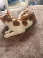 Gratis 2 grote katten, Dieren en Toebehoren, Katten en Kittens | Raskatten | Korthaar