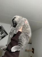 Britse Korthaar& scotsh fold kittens, Kater, Kortharig, 0 tot 2 jaar