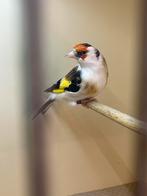 Majur Putter witkeel Man, Mannelijk, Wildzangvogel