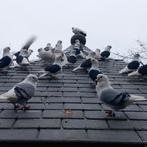 Oud duitse meeuwtjes, Dieren en Toebehoren, Vogels | Duiven, Meerdere dieren, Overige soorten