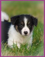 Schattige Border Collie x Kooiker pups zoeken baasje, 8 tot 15 weken, Collie, CDV (hondenziekte), Meerdere