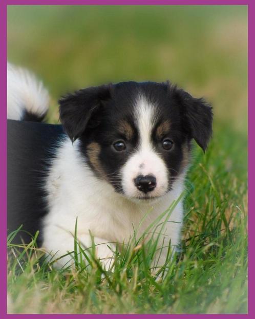 Schattige Border Collie x Kooiker pups zoeken baasje, Dieren en Toebehoren, Honden | Herdershonden en Veedrijvers, Meerdere dieren