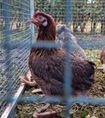 Fantastische Welsumer kriel hennen! Welsumers krielen eitjes, Dieren en Toebehoren, Vrouwelijk, Kip