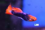 Guppy - Red Tuxedo Koi, Dieren en Toebehoren, Vissen | Aquariumvissen, Vis, Zoetwatervis