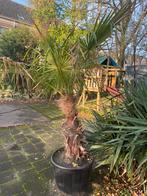 Prachtige palmboom, Tuin en Terras, 100 tot 250 cm, Zomer, Palmboom, Ophalen
