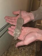 Gerbil zusjes, Dieren en Toebehoren, Minder dan 60 cm, 110 cm of meer, Ophalen of Verzenden, Zo goed als nieuw
