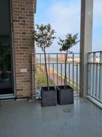 Olijfboompjes op stam, 100 tot 250 cm, Olijfboom, Ophalen, Volle zon