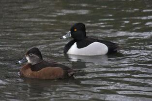 Siereenden, Dieren en Toebehoren, Pluimvee, Eend, Meerdere dieren
