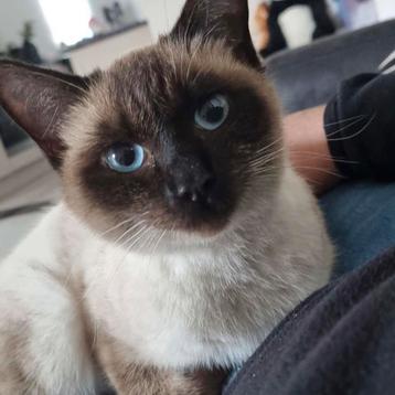 Oppas gezocht voor lieve poes beschikbaar voor biedingen