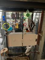Te koop lorri, Dieren en Toebehoren, Vogels | Parkieten en Papegaaien, Mannelijk, Dwergpapegaai of Agapornis