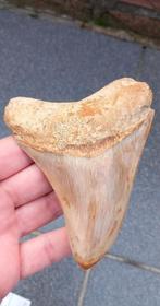 Mooie Megalodon haaientand fossiel uit Indonesie haai, Verzamelen, Mineralen en Fossielen, Ophalen of Verzenden, Fossiel