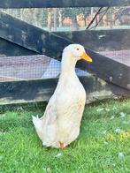 Duitse pekingeend vrouw gezocht !, Dieren en Toebehoren, Vrouwelijk