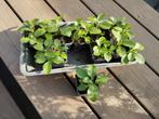 Ashwagandha plantjes (Withania somnifera) -
Indiase ginseng, Volle zon, Eenjarig, Zomer, Ophalen