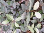 125 Grijsbladige olijfwilg Elaeagnus haag 80 cm, Ophalen of Verzenden, Overige soorten, Haag, Minder dan 100 cm