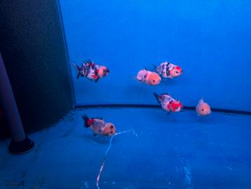 Tekoop yuan boa oranda beschikbaar voor biedingen