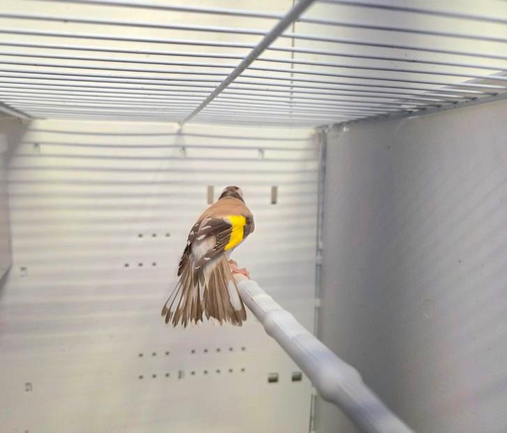 Kleine putter / distelvink Isabel pop, Dieren en Toebehoren, Vogels | Overige Vogels, Wildzangvogel, Vrouwelijk