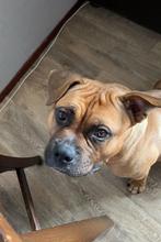 Amerikaanse bully, Dieren en Toebehoren, Honden | Bulldogs, Pinschers en Molossers, Rabiës (hondsdolheid), Overige rassen, Teef