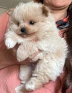 Poedel kruising met pomeriaan, Dieren en Toebehoren, Honden | Chihuahua's en Gezelschapshonden, Poedel, Reu, CDV (hondenziekte)