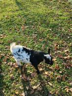 Bokjes, Dieren en Toebehoren, Mannelijk, Geit, 0 tot 2 jaar