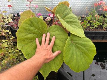 Winterharde Begonia, verschillende soorten.  beschikbaar voor biedingen