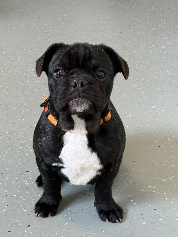 Franse bulldog pup/puber zoekt fijn huis., Dieren en Toebehoren, Honden | Bulldogs, Pinschers en Molossers, Reu, Bulldog, Fokker | Hobbymatig