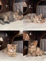 Brits Korthaar/ Langhaar Golden Kittens, Dieren en Toebehoren, Katten en Kittens | Raskatten | Langhaar