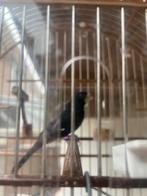 Twatwa pure sipa ring kiauw, Dieren en Toebehoren, Vogels | Overige Vogels, Mannelijk, Tropenvogel, Geringd