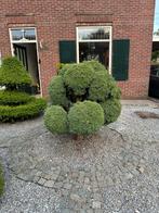 MOET WEG!! Japanse cipres / levensboom, Ophalen, Overige soorten, 100 tot 250 cm