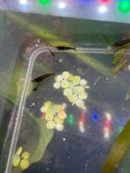 Mix garnalen, Kreeft, Krab of Garnaal