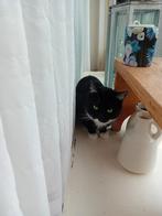 Kater, Kater, Kortharig
