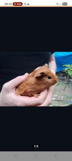 Beertje cavia, Dieren en Toebehoren, Knaagdieren, Mei, Mannelijk, Cavia