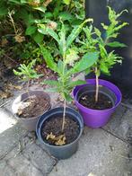 Jonge witte Vlinderstruik - klein blijvend ras, Tuin en Terras, Planten | Bomen, Overige soorten, Minder dan 100 cm, Zomer, Ophalen