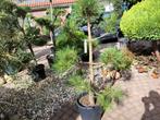 Pinus sylvestris vormsnoei, Ophalen, Overige soorten