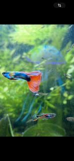 Mannetje Guppy’s, Dieren en Toebehoren, Vissen | Aquariumvissen, Vis