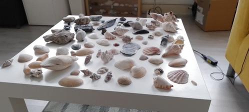 diverse schelpen van verschillende maten, Verzamelen, Mineralen en Fossielen, Schelp(en), Ophalen