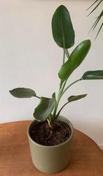 Paradijsvogelplant, Groene kamerplant, Ophalen, Halfschaduw, Minder dan 100 cm
