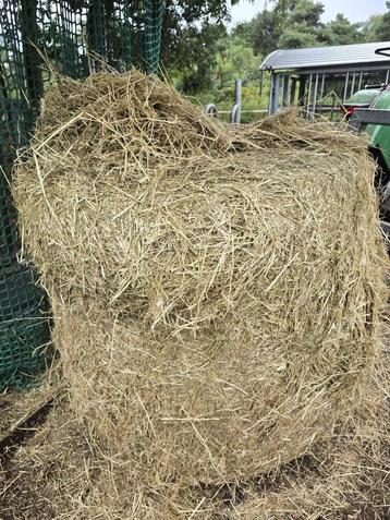midibalen voordroog beschikbaar voor biedingen
