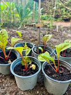 Biologische Snijbiet Regenboog uit eigen moestuin, Tuin en Terras, Planten | Tuinplanten, Ophalen, Groenteplanten, Eenjarig, Halfschaduw