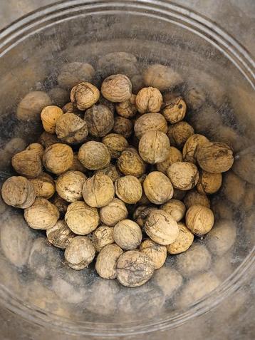 Verse Walnoten uit Eigen Tuin beschikbaar voor biedingen