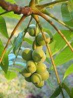 Juglans Ailantifolia Cordiformis / Japanse Hartnoot, Tuin en Terras, In pot, Lente, Volle zon, 400 cm of meer