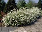 Spiraea C. Grefsheim | Spierstruik | Chemievrij | C2, Ophalen of Verzenden, Overige soorten, Struik, Minder dan 100 cm