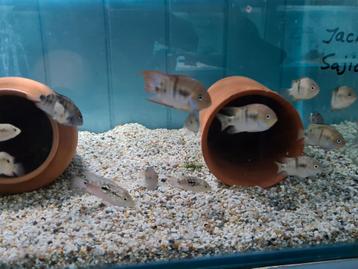 Cryptoheros Sajica Cichliden bij Sjaka's Fish Heaven beschikbaar voor biedingen