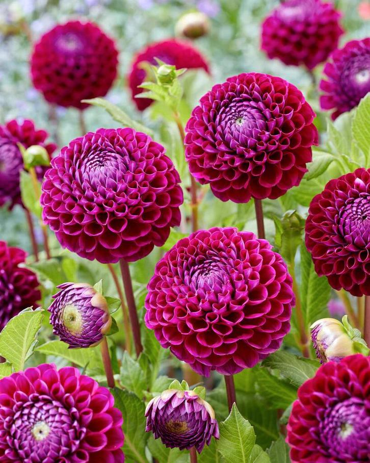 Dahlia knollen te koop, Tuin en Terras, Bloembollen en Zaden, Knol, Voorjaar, Volle zon, Ophalen