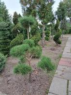 Pinus nigra  bonsai vorm 175 - 200 cm zwarte den, Tuin en Terras, Planten | Bomen, Bloeit niet, Overige soorten, 100 tot 250 cm