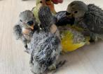 Handtamme lieve agapornissen, Meerdere dieren, Dwergpapegaai of Agapornis, Geringd