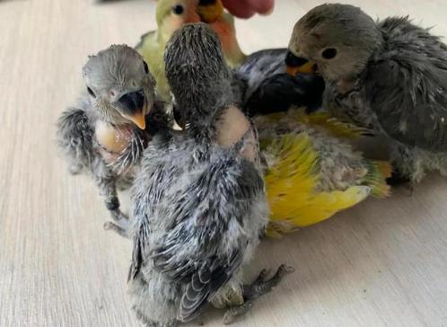 Handtamme lieve agapornissen, Dieren en Toebehoren, Vogels | Parkieten en Papegaaien, Dwergpapegaai of Agapornis, Meerdere dieren