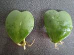 Hoya Kerrii / hartjesplant stekken, Huis en Inrichting, Kamerplanten, Ophalen, Halfschaduw, Minder dan 100 cm
