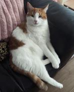 Lieve HTK kater Semmy zoekt een warm huisje, Kater, 3 tot 5 jaar